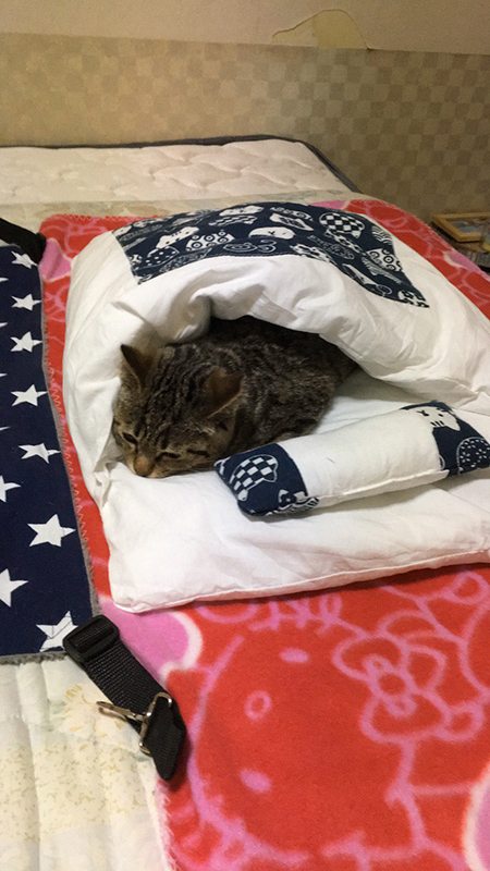 赤いブランケットの上にあるお布団で寝るしめじくん