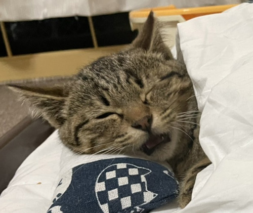 お布団で寝るしめじくんアップ