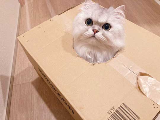 猫 ダンボール 箱 穴 顔 戦車 部屋に入ってきた