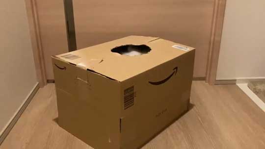 猫 ダンボール 箱 穴 顔 戦車 部屋に入ってきた