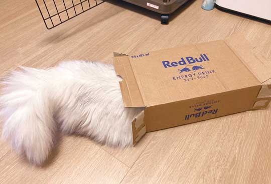 猫 ダンボール 箱 穴 顔 戦車 部屋に入ってきた