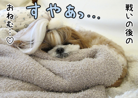 「猫のふみふみ、犬のほりほり」