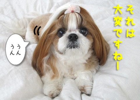 「もしかして究極のツンデレなのかもしれない」