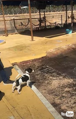 ワンコとアシカ