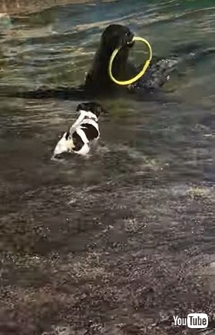 ワンコとアシカ