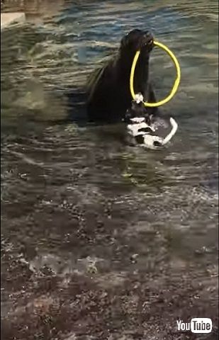 ワンコとアシカ