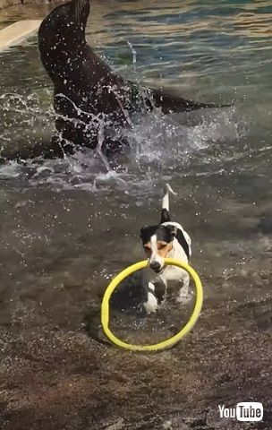 ワンコとアシカ