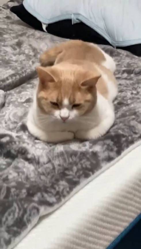 猫 ちょみーちゃん 足ピーン