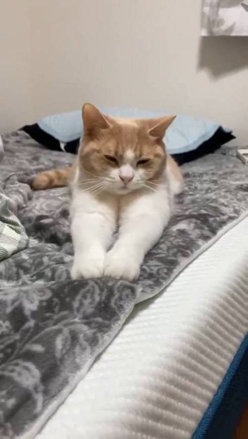 猫 ちょみーちゃん 足ピーン