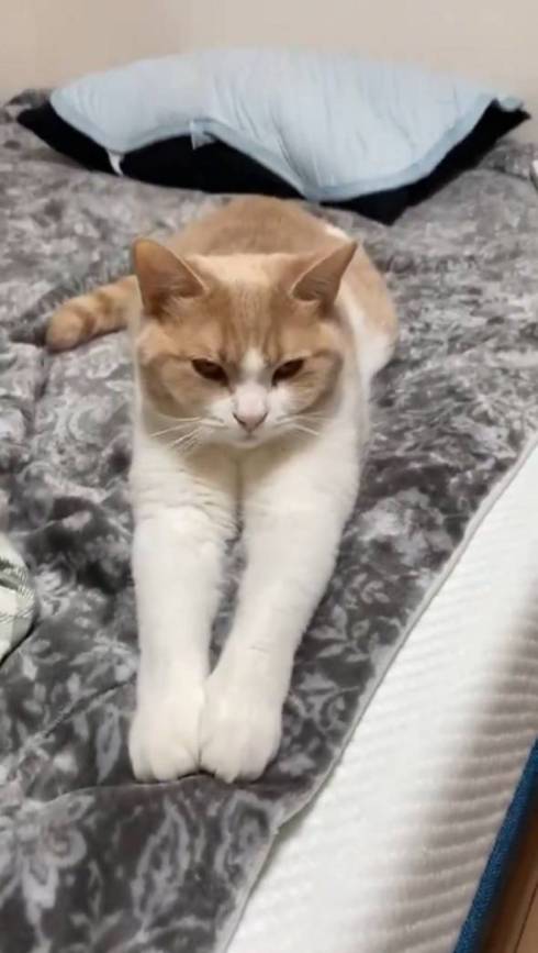 猫 ちょみーちゃん 足ピーン