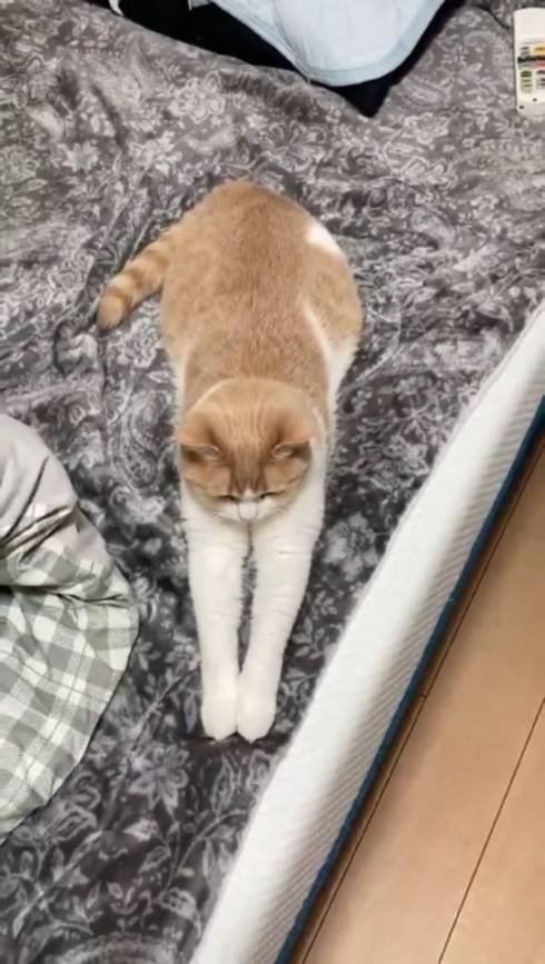 猫 ちょみーちゃん 足ピーン