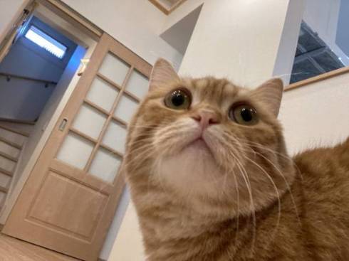 猫 ちょみーちゃん 足ピーン