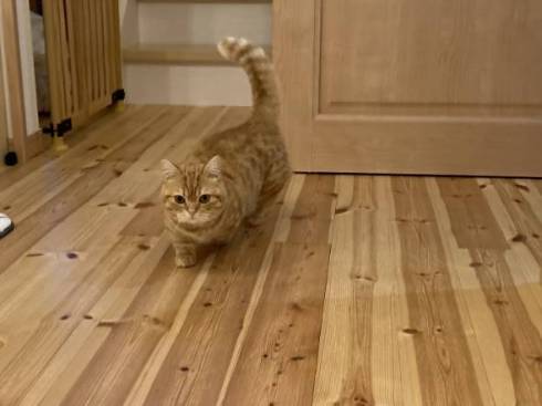 猫 ちょみーちゃん 足ピーン