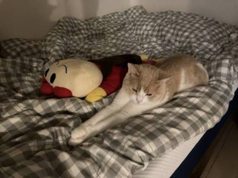 猫 ちょみーちゃん 足ピーン