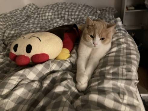 猫 ちょみーちゃん 足ピーン