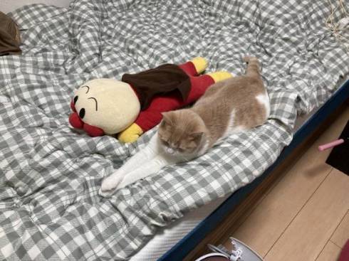 猫 ちょみーちゃん 足ピーン