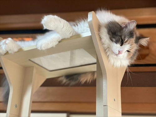 ニャンズカード