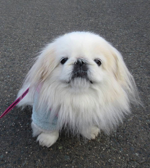 爆発ヘアのワンちゃん