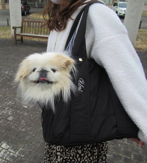 爆発ヘアのワンちゃん