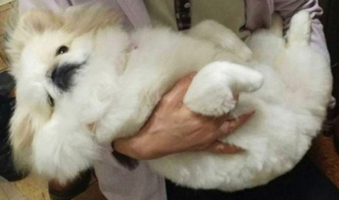 爆発ヘアのワンちゃん