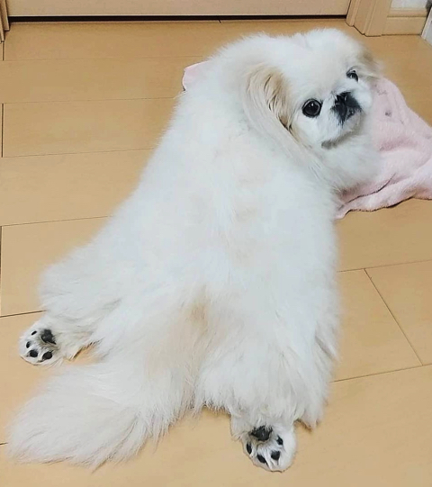 爆発ヘアのワンちゃん