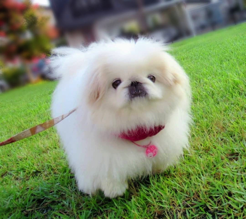 爆発ヘアのワンちゃん