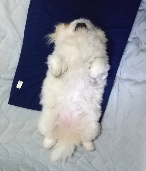 爆発ヘアのワンちゃん