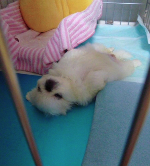 爆発ヘアのワンちゃん