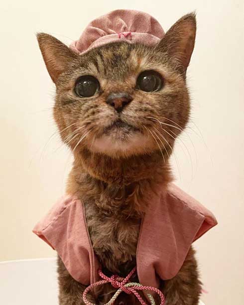 21歳 猫 モコ 誕生日 百寿 保護猫