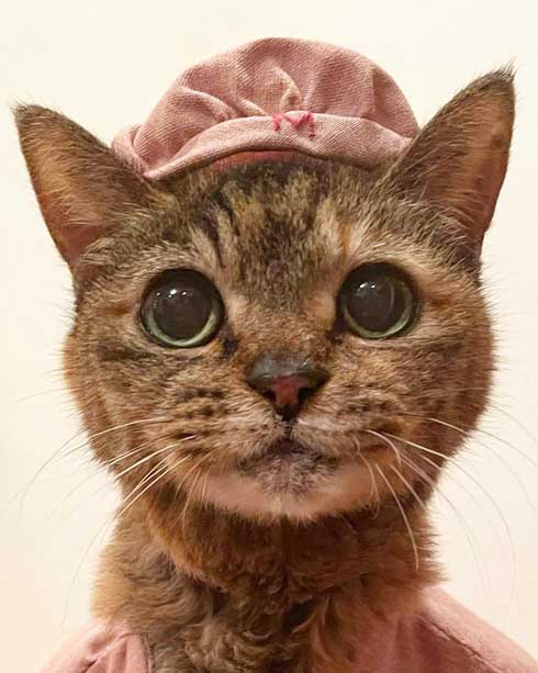 21歳 猫 モコ 誕生日 百寿 保護猫