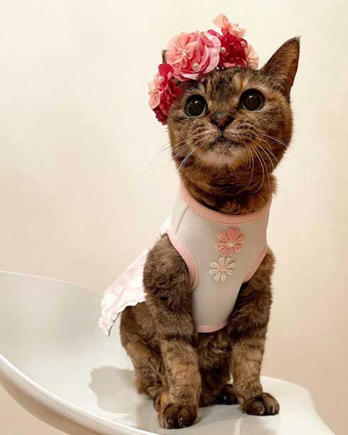 21歳 猫 モコ 誕生日 百寿 保護猫