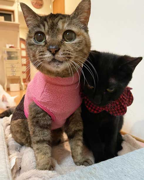 21歳 猫 モコ 誕生日 百寿 保護猫