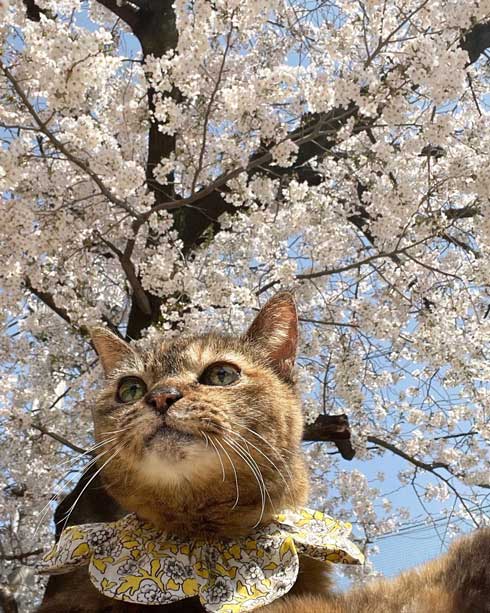 21歳 猫 モコ 誕生日 百寿 保護猫