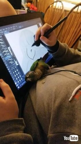 Tries to Gain Owner's Attention