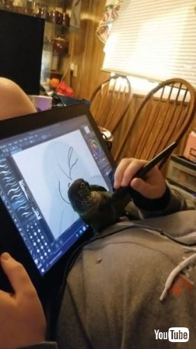 Tries to Gain Owner's Attention