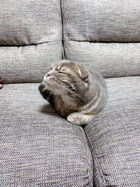 なでられると思っているきむちくん