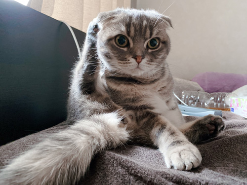 足あげきむちくん