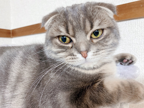 きむちくん顔アップ