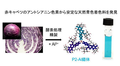 天然由来の安全な青色着色料を発見　赤キャベツが含むアントシアニンから
