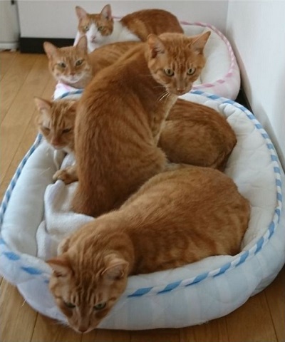 ペット手帳 ベストショット