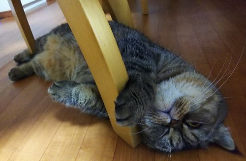 ペット手帳 ベストショット
