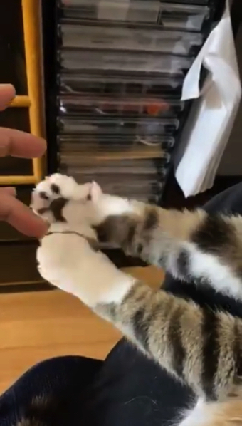 猫ちゃんの握手会