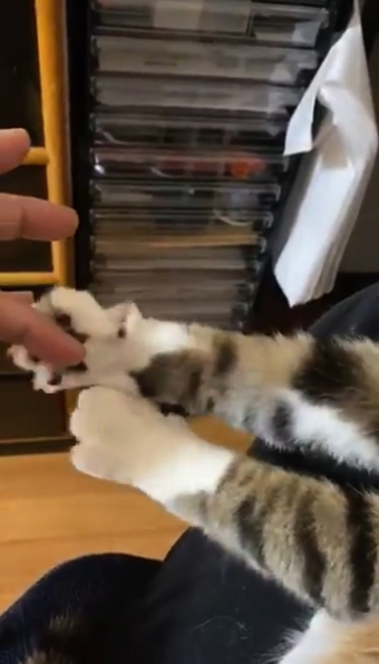 猫ちゃんの握手会