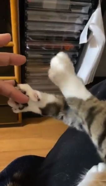 猫ちゃんの握手会