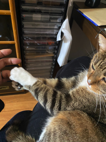 猫ちゃんの握手会