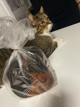 猫ちゃんの握手会