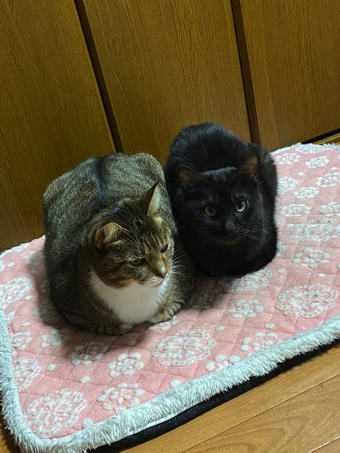 猫ちゃんの握手会