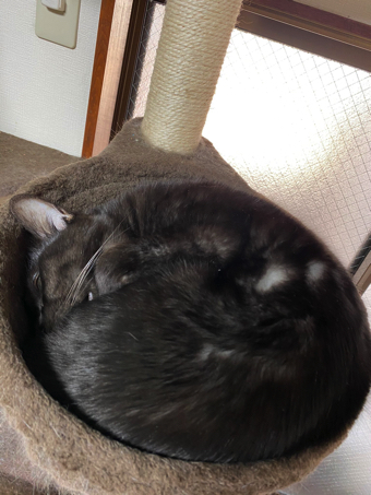 猫ちゃんの握手会