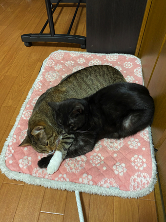 猫ちゃんの握手会