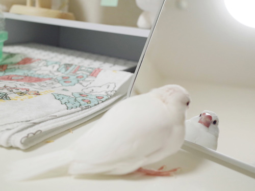 鏡を見つめるるりくん